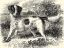 Picture of ENGLISH SETTER
