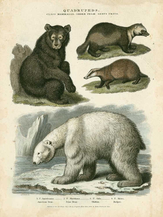 Picture of BROWN BEAR AND POLAR BEAR
