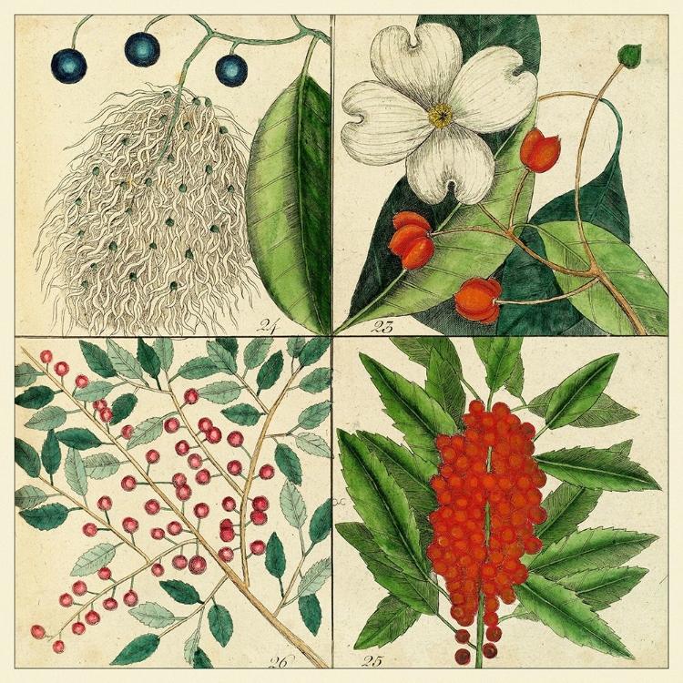 Picture of CATESBY BOTANICAL QUADRANT II