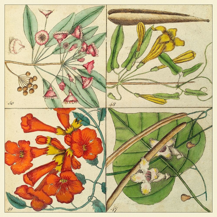 Picture of CATESBY BOTANICAL QUADRANT III