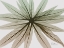 Picture of EARTHY ECHIUM