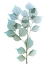 Picture of VIBRANT DALBERSIA 1