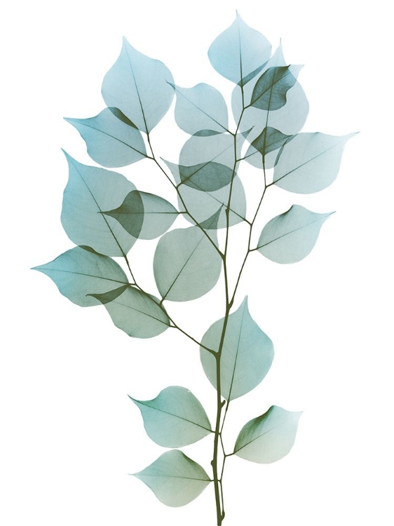 Picture of VIBRANT DALBERSIA 1
