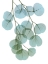 Picture of VIBRANT EUCALYPTUS 2