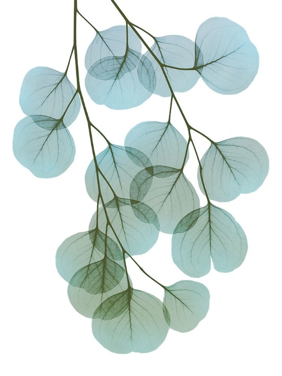 Picture of VIBRANT EUCALYPTUS 2