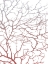 Picture of CORAL SEA FAN 1