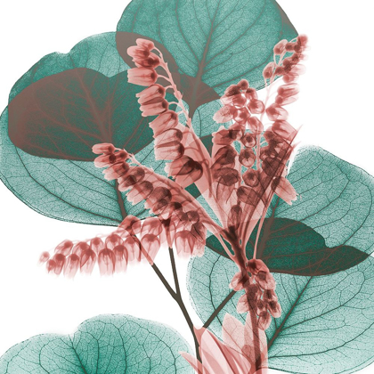 Picture of BLUSHING LILLY OF EUCALYPTUS 2