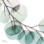 Picture of EXTRAVAGANT EUCALYPTUS 2