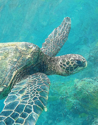 Picture of SEA TURTLE 1