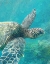 Picture of SEA TURTLE 1