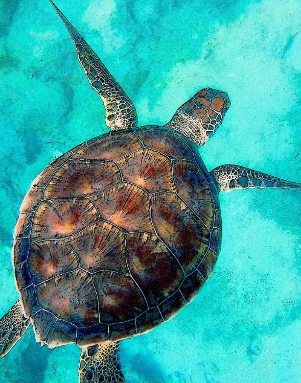 Picture of SEA TURTLE 2