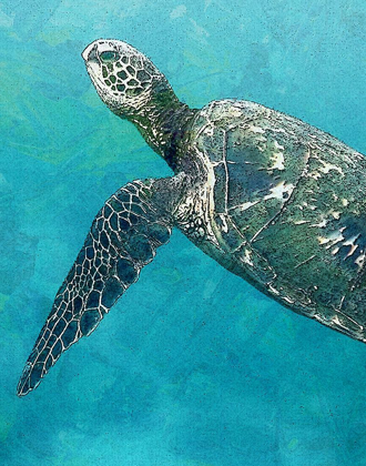 Picture of SEA TURTLE 3