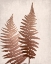 Picture of COPPER PINK FERNS 1