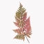 Picture of CORAL FERN GOLD 1