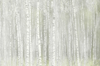 Picture of INTO THE BIRCHES