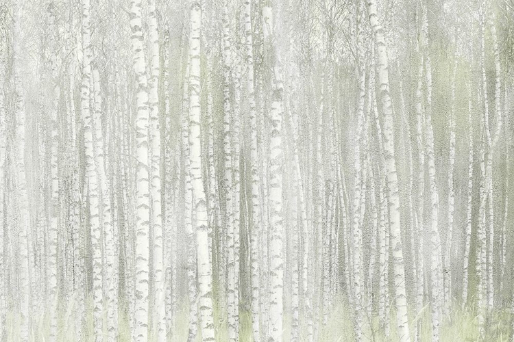 Picture of INTO THE BIRCHES