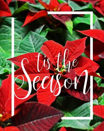 Picture of TIS THE SEASON FOLIAGE