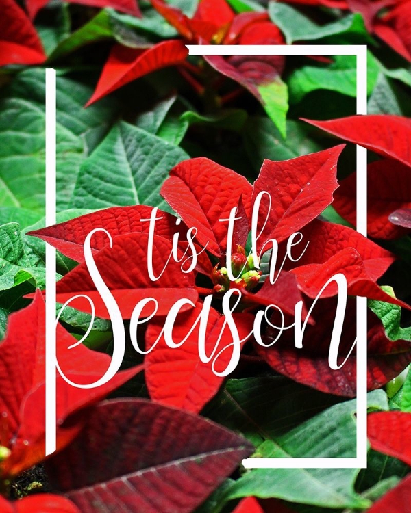 Picture of TIS THE SEASON FOLIAGE