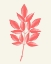 Picture of CORAL LEAVES 1