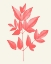 Picture of CORAL LEAVES 2