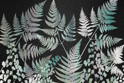 Picture of SPARKLE FERNS
