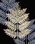 Picture of GILDED FERN 1