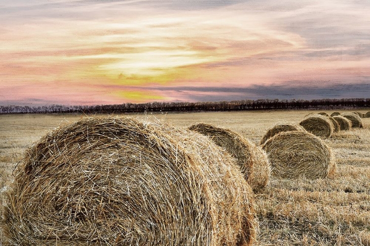 Picture of FARMERS HARVEST