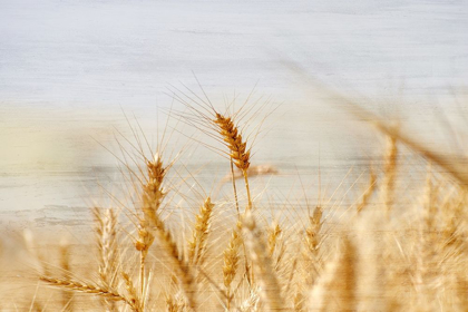 Picture of THE HARVEST