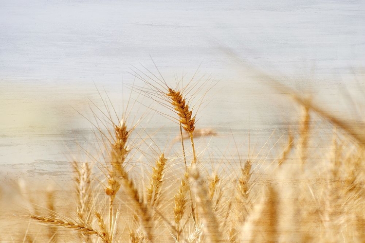 Picture of THE HARVEST