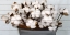 Picture of COTTON GATHER 1