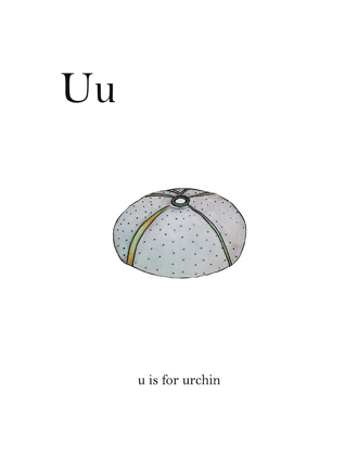Picture of U IS FOR URCHIN