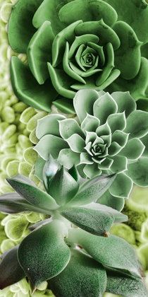 Picture of ADORED SUCCULENTS 5