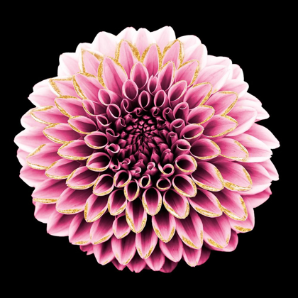 Picture of DAHLIA EMBRACE 1