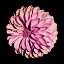 Picture of DAHLIA EMBRACE 2