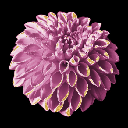 Picture of DAHLIA EMBRACE 3