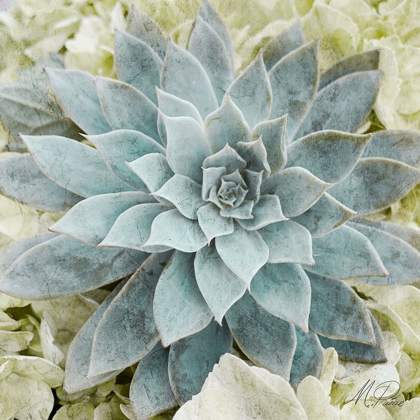 Picture of ADORED SUCCULENTS 2