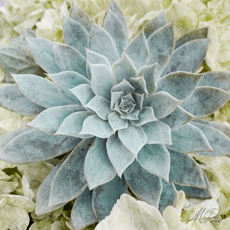Picture of ADORED SUCCULENTS 2