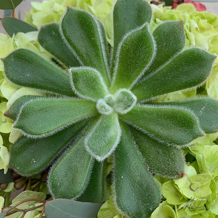 Picture of ADORED SUCCULENTS 4