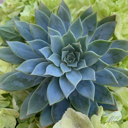 Picture of ADORED SUCCULENTS 4