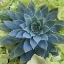 Picture of ADORED SUCCULENTS 4