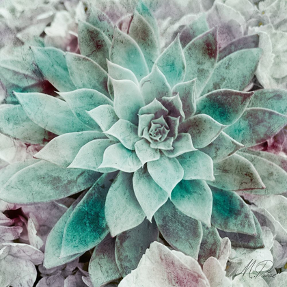 Picture of SPRINGTIME SUCCULENTS 2