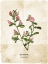 Picture of FLOWER PAGE