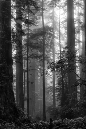 Picture of NORTH COAST REDWOODS BW