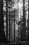 Picture of NORTH COAST REDWOODS BW