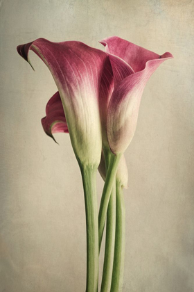 Picture of CALLA LILY PINK