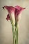 Picture of CALLA LILY PINK