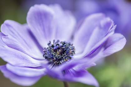 Picture of SPRING ANEMONE II