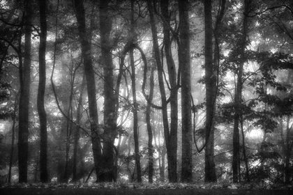 Picture of INTO THE WOODS 2 BW