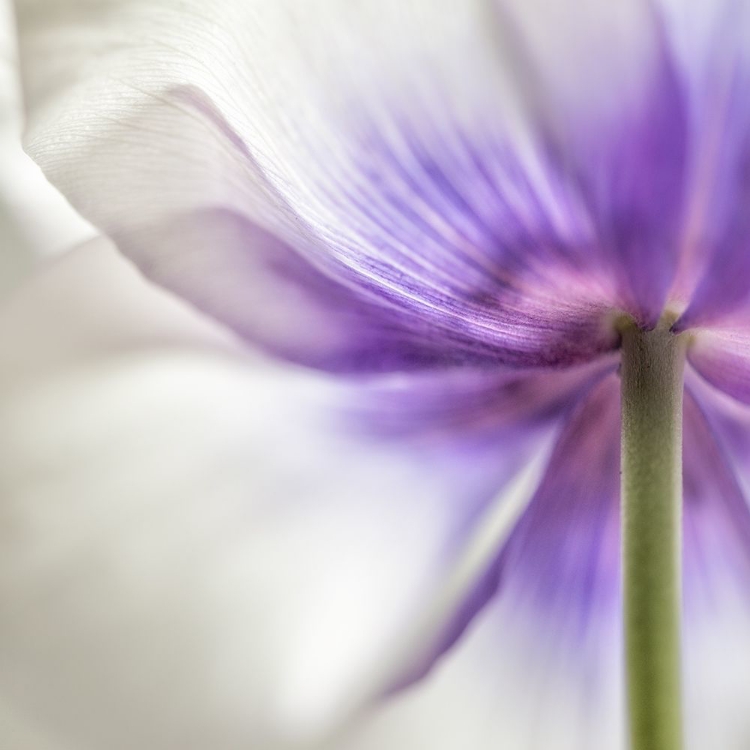 Picture of SPRING ANEMONE III