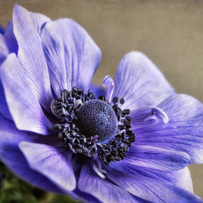 Picture of SPRING ANEMONE IV